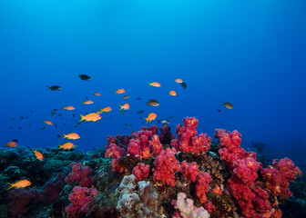 Fototapeta na wymiar Colorful coral reef scene of pink soft corals with some small goldie fish swimming over the reef