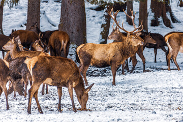 Red deer herd in the forest in winter, Bavaria Germany.