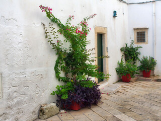 Fototapeta na wymiar Potted plants along the alleys and narrow streets of the white city of Ostuni.