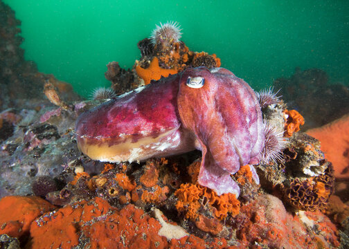 A Common Cuttlefish (Sepia Vermiculata) Camouflaging  Itself On The Reef 