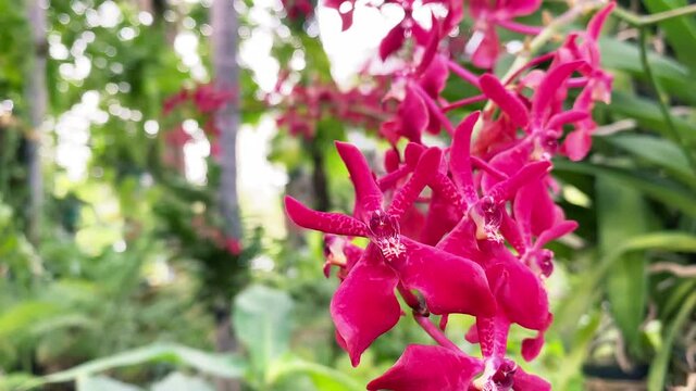 Beautiful of Renanthera coccinea Lour, Beautiful wild orchids in tropical forest. Red color orchids with selective focus for nature background. Close up exotic orchid flower in tropical green garden.