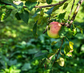Ruddy apple on a tree branch.