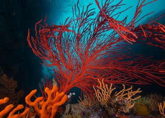 Fototapeta na wymiar Close up of a large Palmate sea fan (Leptogoria palma), red colour with blue water background