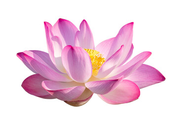 lotus Pink Isolate White flowers bloom - obrazy, fototapety, plakaty