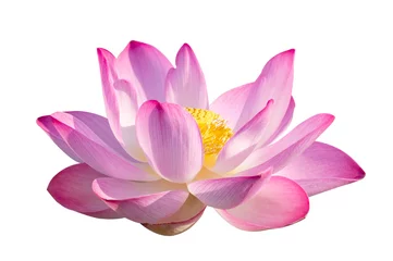 Rolgordijnen lotus Pink Isolate White flowers bloom © sarayut_sy