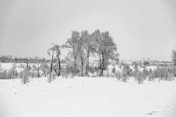 arbres gelés