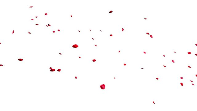 Group of Red Rose Petals floating in the air  from left to right isolated on white Background.  3D rendering with Alpha Matte.4K
