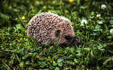 hedgehog in the grass