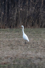 Great White Egret in a field at the edge of the forest