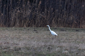 Great White Egret in a field at the edge of the forest