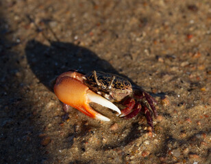Gelasimus vocans is a species of fiddler crab. Fauna of the Red Sea.