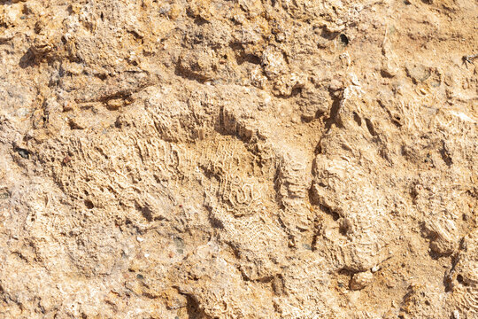 Fossil corals of the Red Sea. Ancient creatures, turned into stone.