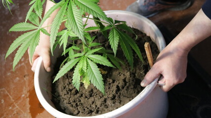 male hands move a large plastic container with a planted marijuana plant on the floor of the room, moving a container with growing hemp in the space of the room partially visible by a man