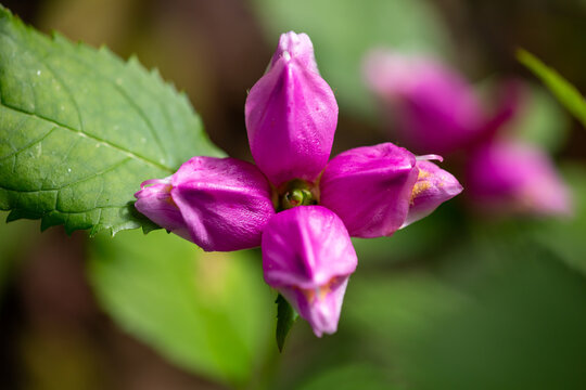 Purple turtlehead flower macro photography in a sunny day. Chelone flower in summer day garden photography.