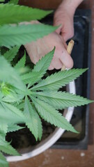 loosening and fertilizing the soil in a container with growing marijuana using a wooden stick top...