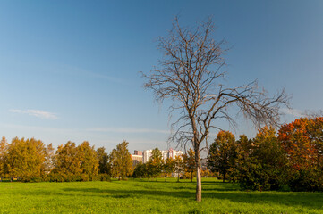 Obraz premium Bare lonely tree in the autumn park