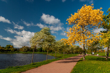 Autumn trees in the park, windy weather