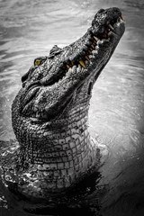  crocodile in the water © Gavin Franks