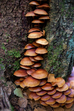 A family of honey agarics growing on a tree trunk forest photography. A group of mushrooms on the bark of a tree in the autumn forest.