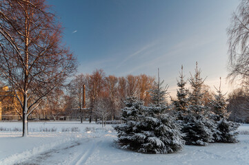 Winter evening in the city park, landscape with trees, spruce and snow