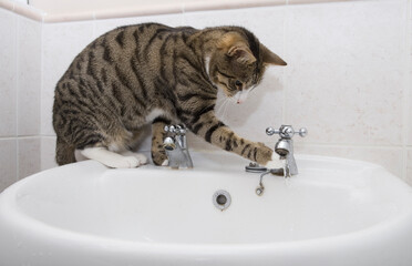 Cat playing in bathroom sink