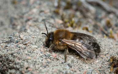 Female spring mining bee, Colletes cunicularius on sand