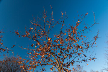 Tree with dry brown leaves on blue sky