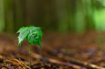 lone sprout of a maple. growth symbol with copy space. young tree in the forest