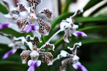 flowers commonly grown and cared for in the garden in front of the house