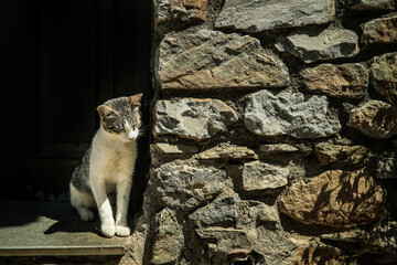 Feral cat sitting near a stone wall in Palaios Panteleimonas, Greece