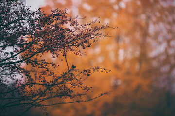 shrub of crataegus monogyna. hawthorn during ripening on a rainy day. natural medicinal plant during autumn season