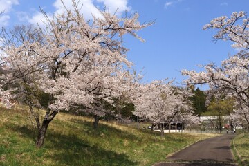 Fototapeta na wymiar 大倉ダム湖畔公園の桜の風景　（宮城県仙台市青葉区）