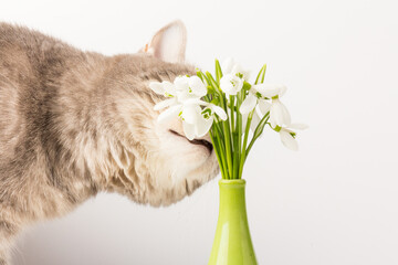 Snowdrops whith cat on white background. White springs flowers in close-up with copy space.