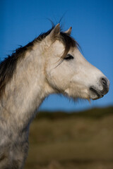 Obraz na płótnie Canvas White pony