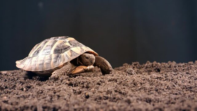 Eastern Hermann's tortoise, European terrestrial turtle, Testudo hermanni boettgeri, turtle on a black background and garden soil