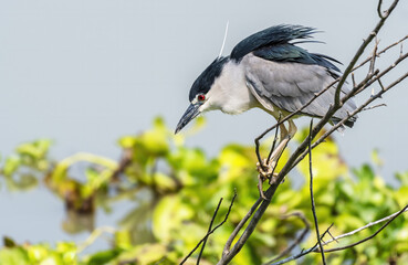 The black-crowned night heron  perching on the branch waiting to ambush prey , Thailand