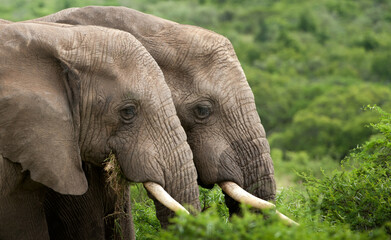 Side head view of two adult elephant