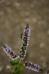 Close up of common mint (mentha spicata) flowers in bloom