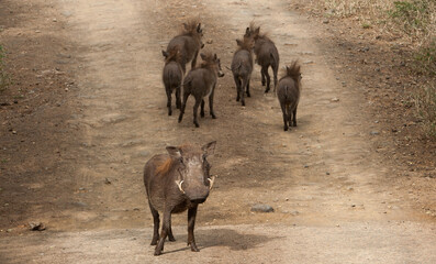 Warthog mother guarding her young on a dirt road