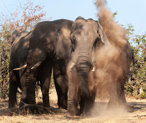 Obraz premium Elephant blowing sand