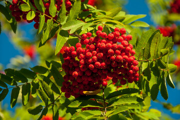 Ashberry bunch under sunlight