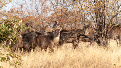 Waterbuck in dry grass