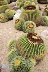 A group of round cacti growing in the deserts. Flora theme of Mexico.
