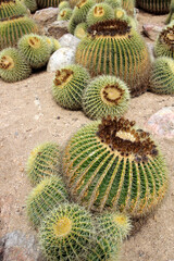 Fototapeta premium A group of round cacti growing in the deserts. Flora theme of Mexico.