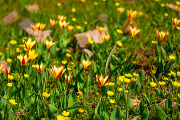 Blooming tulips Kaufman. Field of multi-colored tulips as a concept of holiday and spring. Flowers in a meadow with grass as a background with a place for text and copy space.