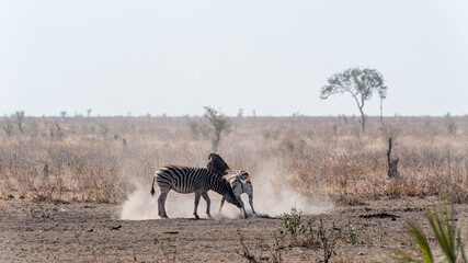 Two zebra males fighting