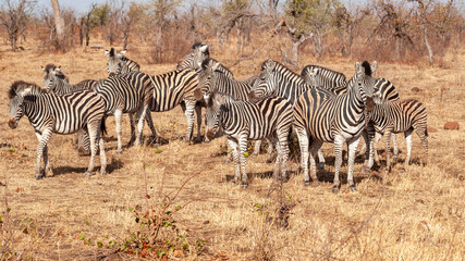 Herd of Zebra milling around