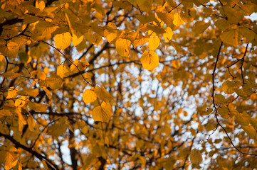 yellow autumn leaves and light blue sky