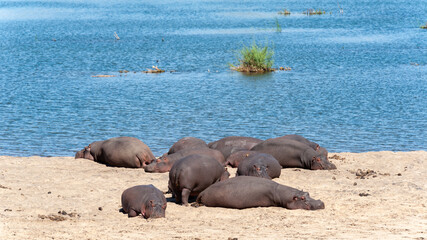 Fototapeta premium Hippos lying on the sand next to a river