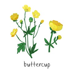 Buttercup plant with flowers, leaves isolated on white. Field summer flower for alternative treatment, traditional medicine, home decor. Plant element for a bouquet of wild herbs. Vector illustration